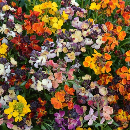 Picture of Wallflower - Persian Carpet Mixed